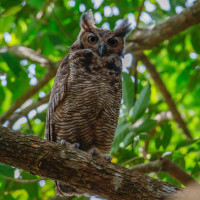 Great Horned Owl